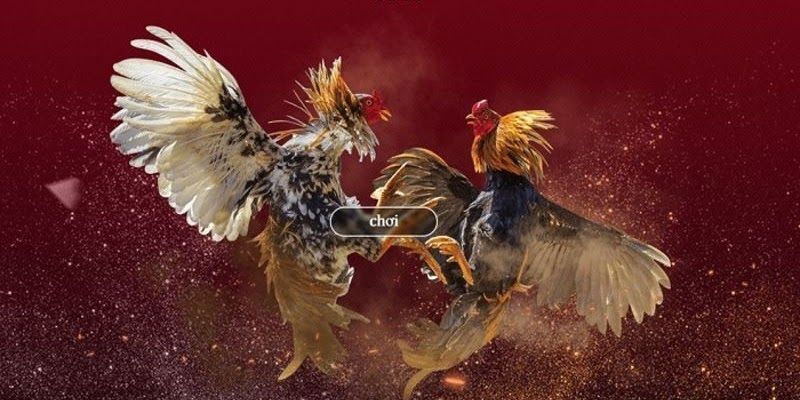 Vòng knock-out trong đá gà